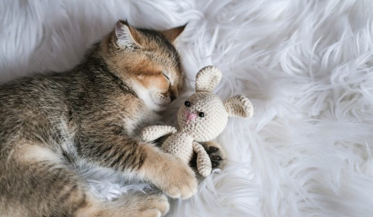 Are Crocheted Cat Toys Safe?