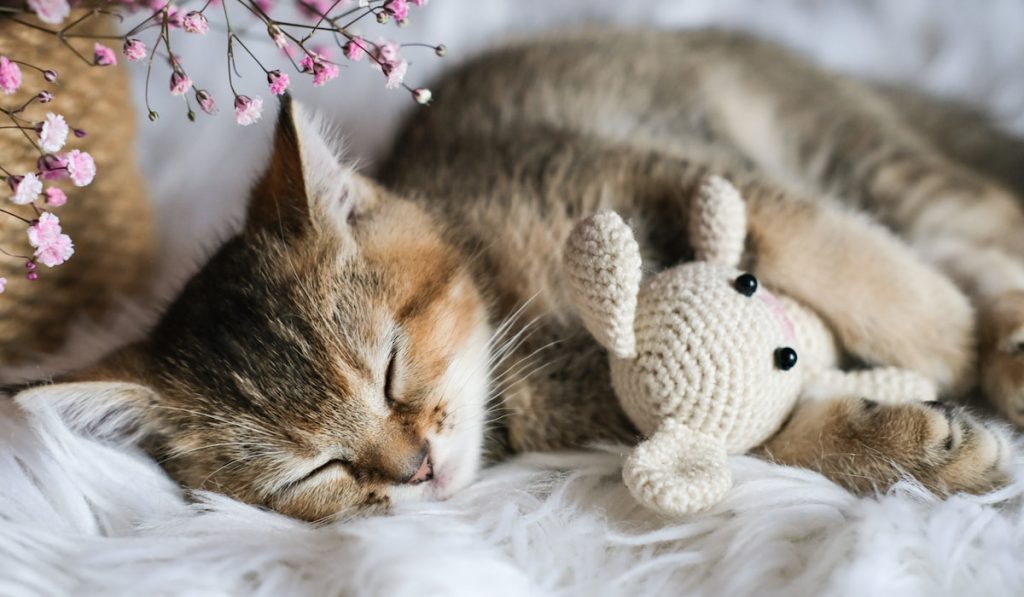 Cute kitten sleeps sweetly hugging a knitted toy rabbit