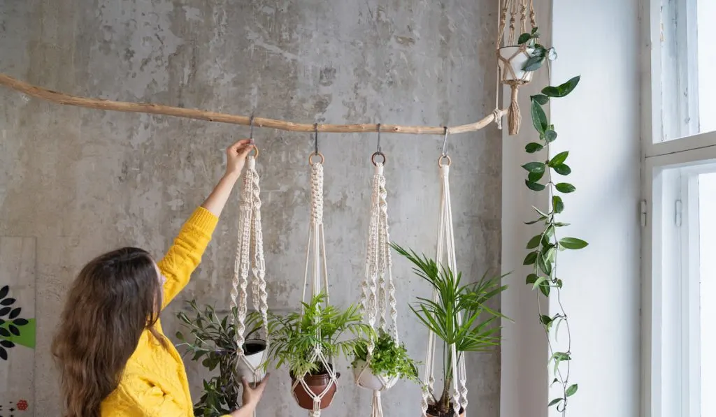 Woman gardener holding macrame plant hanger with houseplant over grey wall