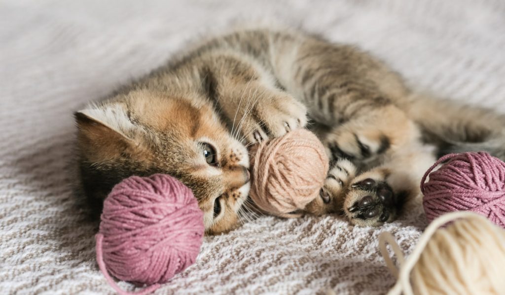  kitten playing with balls of yarn