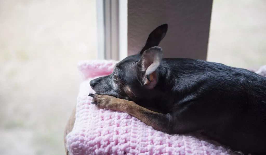 Black dog relaxing on a pink crochet blanket by the window