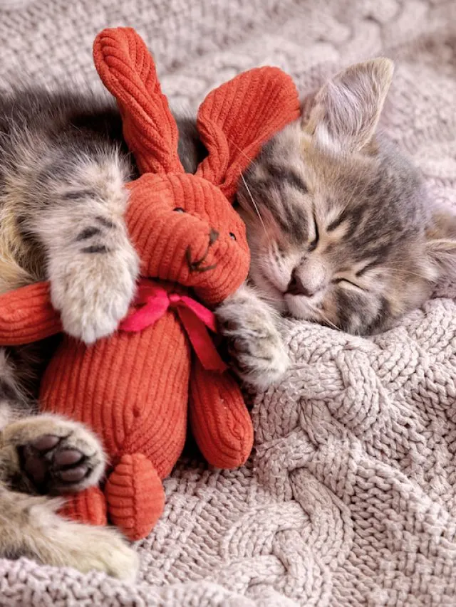 cat hugging an orange colored knitted toy