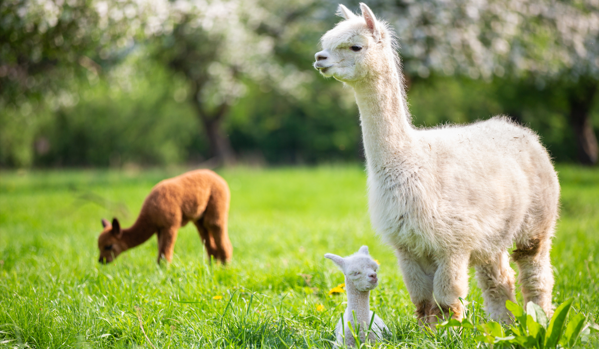 white alpaca with offspring
