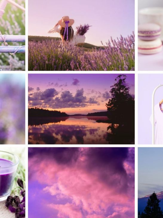 Lavender Color Palette Images