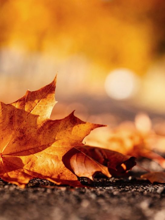 autumn leaves on the road