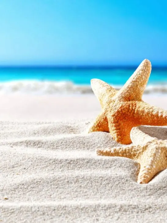 starfishes at the beach