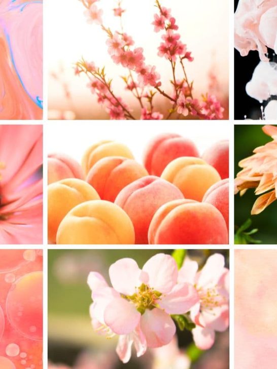 collage of different images from peach color palette post