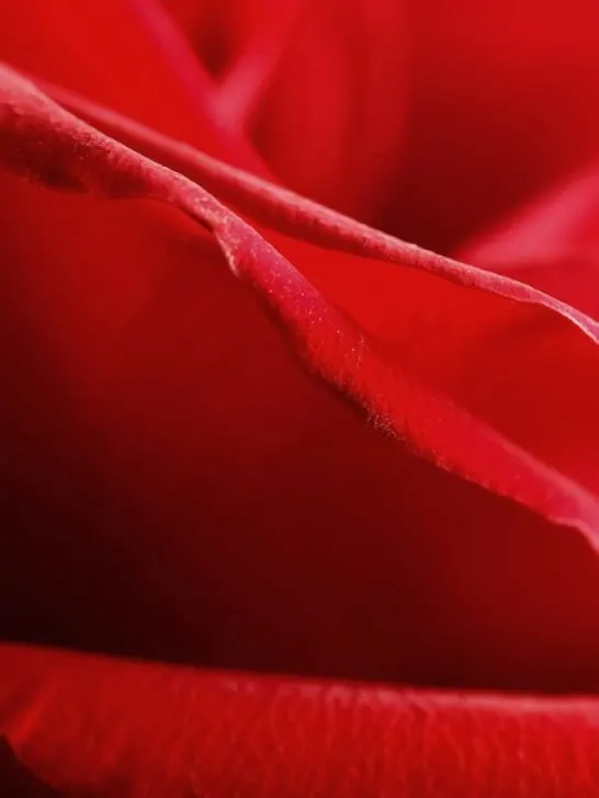 a beautiful red rose macro closeup