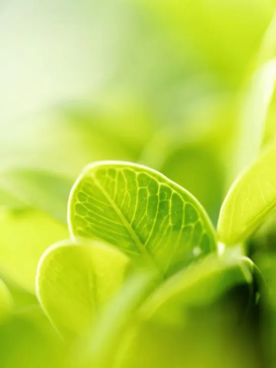 green leaves closeup