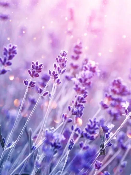 lavender blooming