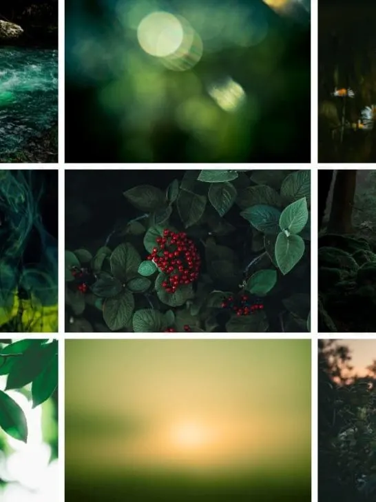 collage of different images from the dark green color palette post