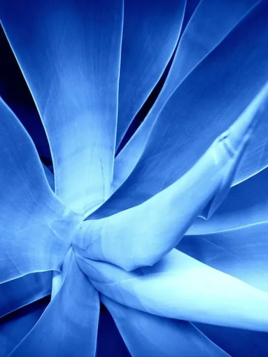 agave abstract photo