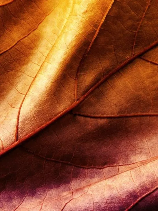 closeup of a leaf with an orange and violet hue