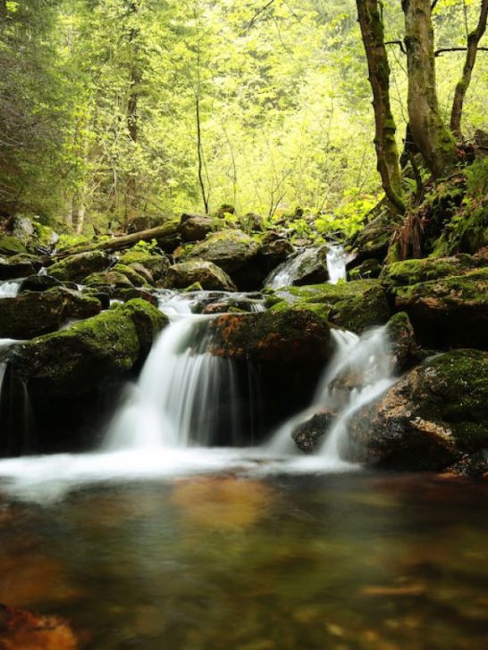 still photo of a flowing stream in a lush verdant forest