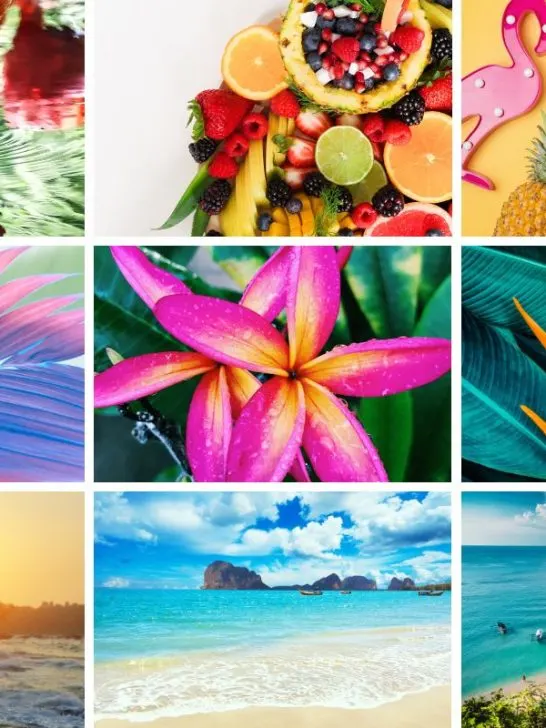 collage of different images from tropical color palette