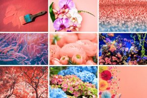 collage of different images from Coral Color Palette post