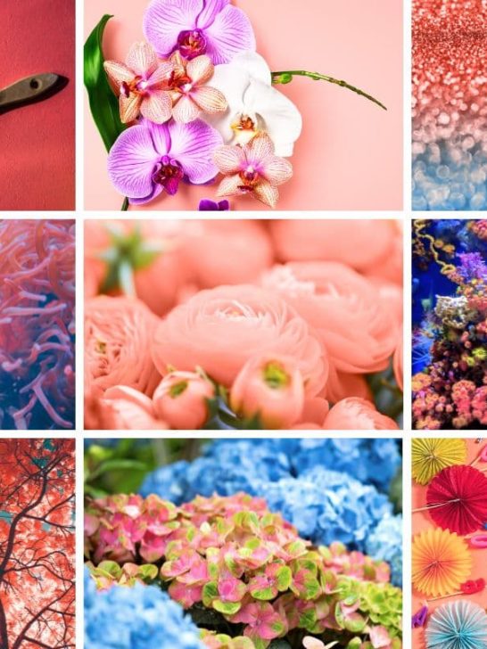 collage of different images from Coral Color Palette post